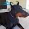 *Enzo the Doberman Showing off in Narrow Leather Dog Collar Decorated with Plates
