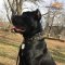 Cane Corso Proud of His New Leather Dog Collar - Handmade Dog Accessory