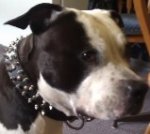 *VooDoo in 3 Rows Leather Spiked and Studded Dog Collar