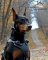 *Ripley Looks Kingly in LeatherDog Harness for Doberman