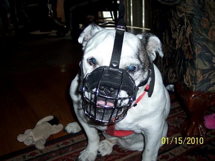 Lightweight Wire Basket Pitbull Muzzle with Soft Nose Padding