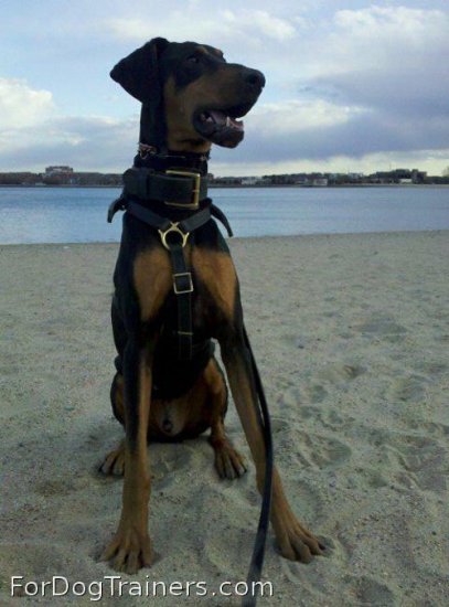 *Saxon shows Luxurious handcrafted leather dog harness - H7