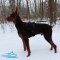 *Ruby Walking in Nylon Doberman Harness for Tracking and Training