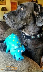 Magnificent Looking Great Dane in Leather Dog Collar with Silver Conchos & Stones
