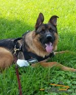Daily Training Nylon Harness Presented by *Bernard German Shepherd