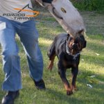*Rambo Displays FDT Puppy Bite Sleeve of Jute for 0 Level Training with 40% DISCOUNT