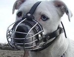 *Mateo wearing our exclusive Wire Basket Dog Muzzles Size Chart - M4light