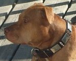 *Zeus looking Gorgeous wearing War Leather Dog Collar - C84 (old brass massive plates +3 nickel spikes)40% DISCOUNT