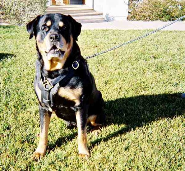 Exclusive Luxury Handcrafted Padded Leather Dog Harness Perfect for your Rottweiler H10_1