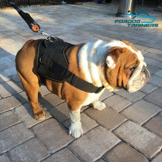 *Lola Demonstrates Dog Nylon Harness for Bulldogs - Best Design for Training & Walking