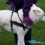Siberian Husky Wearing Top Seller Leather Harness from FDT