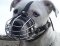 *Mateo wearing our exclusive Wire Basket Dog Muzzles Size Chart - M4light