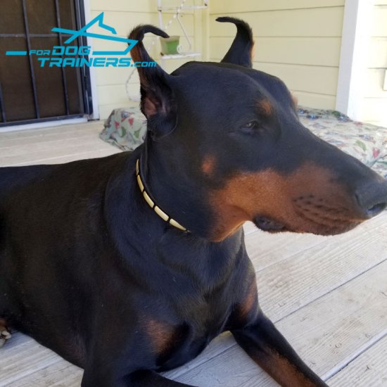*Enzo the Doberman Showing off in Narrow Leather Dog Collar Decorated with Plates