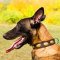 Malinois Vintage Leather Collar with Magnificent Oval Plates