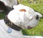 Boxer *George looking Gorgeous in our Wide 2 Ply Leather Dog Collar - Fashion Exclusive Design