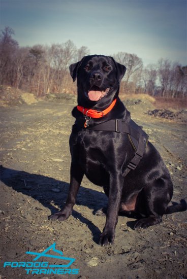 *Gunny Looks Absolutely Awesome in Pulling Dog Harness of Practical Nylon