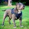 Pitbull in Perfectly Fitting Nylon Harness for Tracking and Training