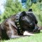 *Roman Cane Corso Looks Even More Magnificent in Artisan Spiked Leather Dog Collar