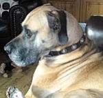 *Troy likes new purchase Gorgeous Wide Leather Dog Collar - Fashion Exclusive Design - c73_1