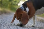 Stylish Beagle *Bali in Handcrafted Brown Leather Collar with Fashionable Design