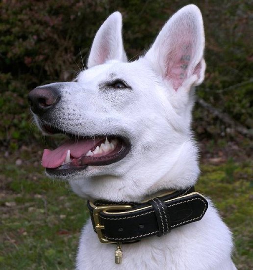 Royal Nappa Padded Hand Made Leather Dog Collar