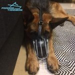 German Shepherd Presents Lightweight Dog Wire Basket Muzzle with Nose Padding