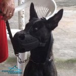 Hard Leather Dog Muzzle for Working Dog Training