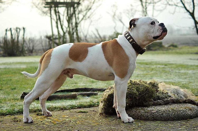 American Bulldog Leather Dog Collar - Special33plates