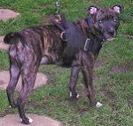 *Tania wearing our exclusive dog harness for tracking / pulling Designed to fit staffordshire bull terrier - H6