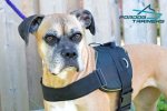 *Reena Feels Super Comfy in Nylon Boxer Harness for Training and Walking