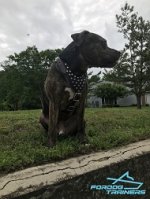 Pitbull Showing off Exclusive Studded Leather Dog Harness