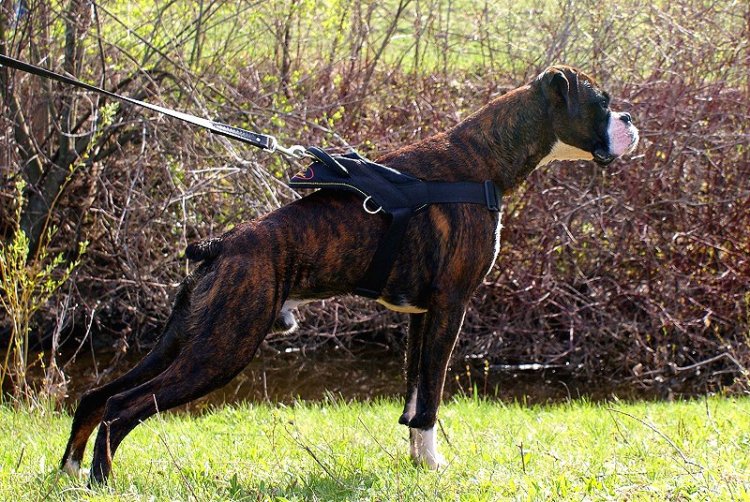 *Bedros wearing our exclusive weather dog harness for tracking/pulling Designed to fit Boxer-H6