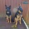 *Eli and Rylee German Shepherds Trying on Their Nylon Harness