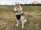 Multifunctional Nylon Siberian Husky Harness for Gorgeous *Jimmy