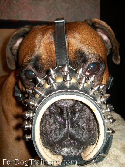 *Boris looks powerful in Padded dog muzzle with spikes for all breeds M61