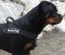 Rottweiler better control everyday all weather dog harness - H17