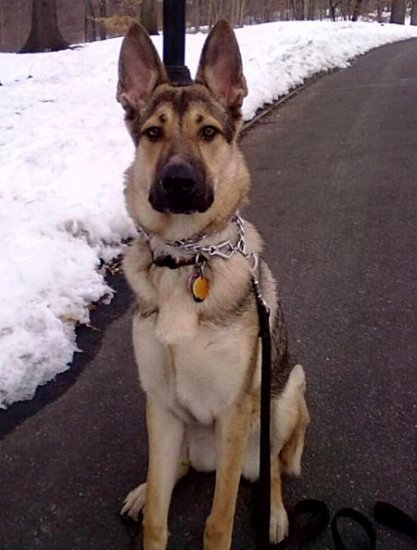 *Bella uses Leather Dog Leash with Stainless Steel Snap Hooks