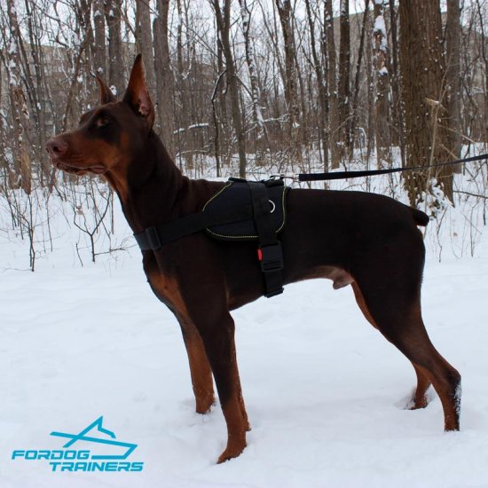 *Ruby Walking in Nylon Doberman Harness for Tracking and Training