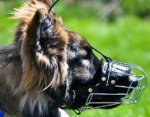 *Kastle is delightful in Basket Dog Muzzles (All Sizes)