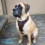 *Mastiff in Padded Leather Dog Harness for Walking and Training