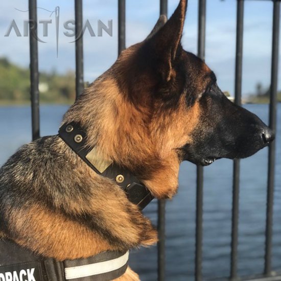 *Luke Looks Fashionable in Leather Walking Dog Collar from FDT Artisan