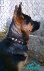 Allie Shows off Handcrafted Leather Dog Collar for German Shepherd Breed