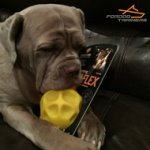 Neapolitan Matiff Got His Tetraflex Treat Dispensing Ball Toy for Large Breeds