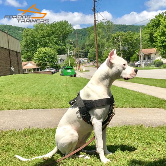 Best Nylon Dog Harness for Pulling, Tracking, Training and SAR