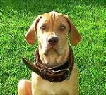 *Riley wearing our exclusive 2 ply leather agitation dog collar-C33NH