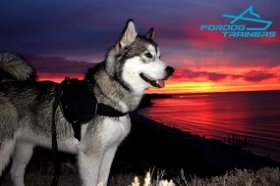 Malamute Looking Awesome in Nylon Dog Harness for Training and Walking