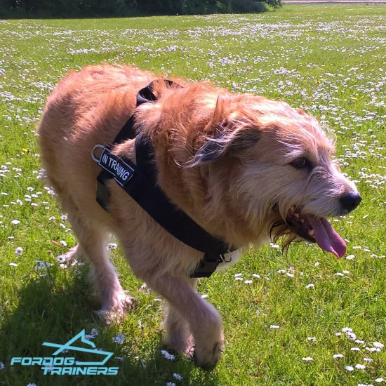 *Rubi on the Walk in Super Comfortable Nylon Dog Harness
