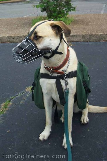 *Tonka is happy about wearing his Basket Dog Muzzle (All Sizes)