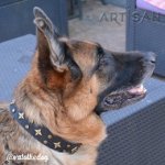 *Vato Looks Super Cool in Handcrafted Black Leather German Shepherd Collar from FDT Artisan