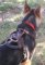 *Mia is cute dog in Agitation / Protection / Attack Leather Dog Harness - H1